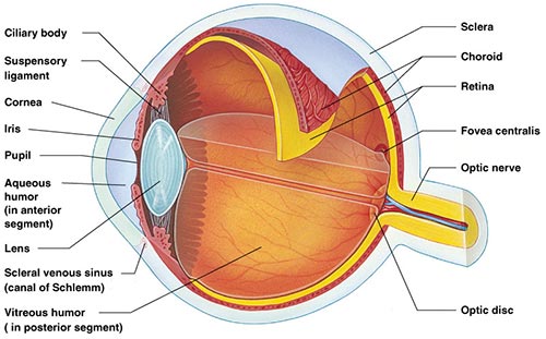 eye nyc optometrist ophthalmologist | eye doctors