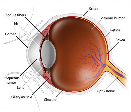 Corneal Ectatic Diseases – A Review of the Latest Treatments, Including  Therapeutic Contact Lenses and Surgery | Contact Lens Update