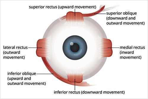 Macular Degeneration Treatment NYC